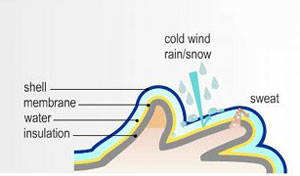 lining and membrane