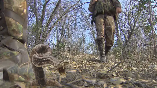 BitingSnake in woods