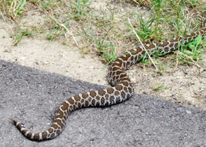 rattlesnake spotted