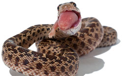 eating snake