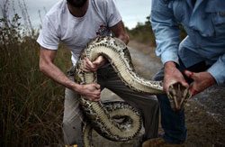 handling a boa constrictor