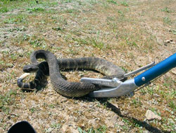 handling a snake