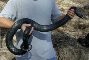 how to hold a medium snake with your hands