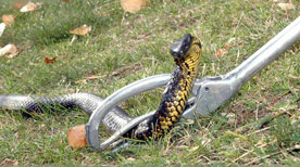 snake force feeding kit snake force feeding kit