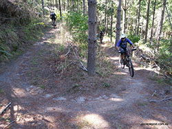 Sunny bike trail in forest