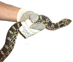 holding a snake with hands