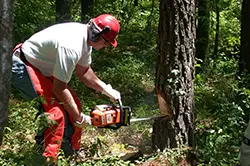 logger with chainsaw at work