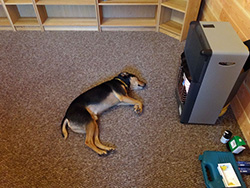 dog in front of airconditioning