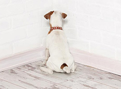 dog stains wall