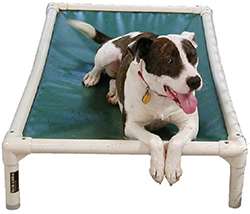 raised dog bed